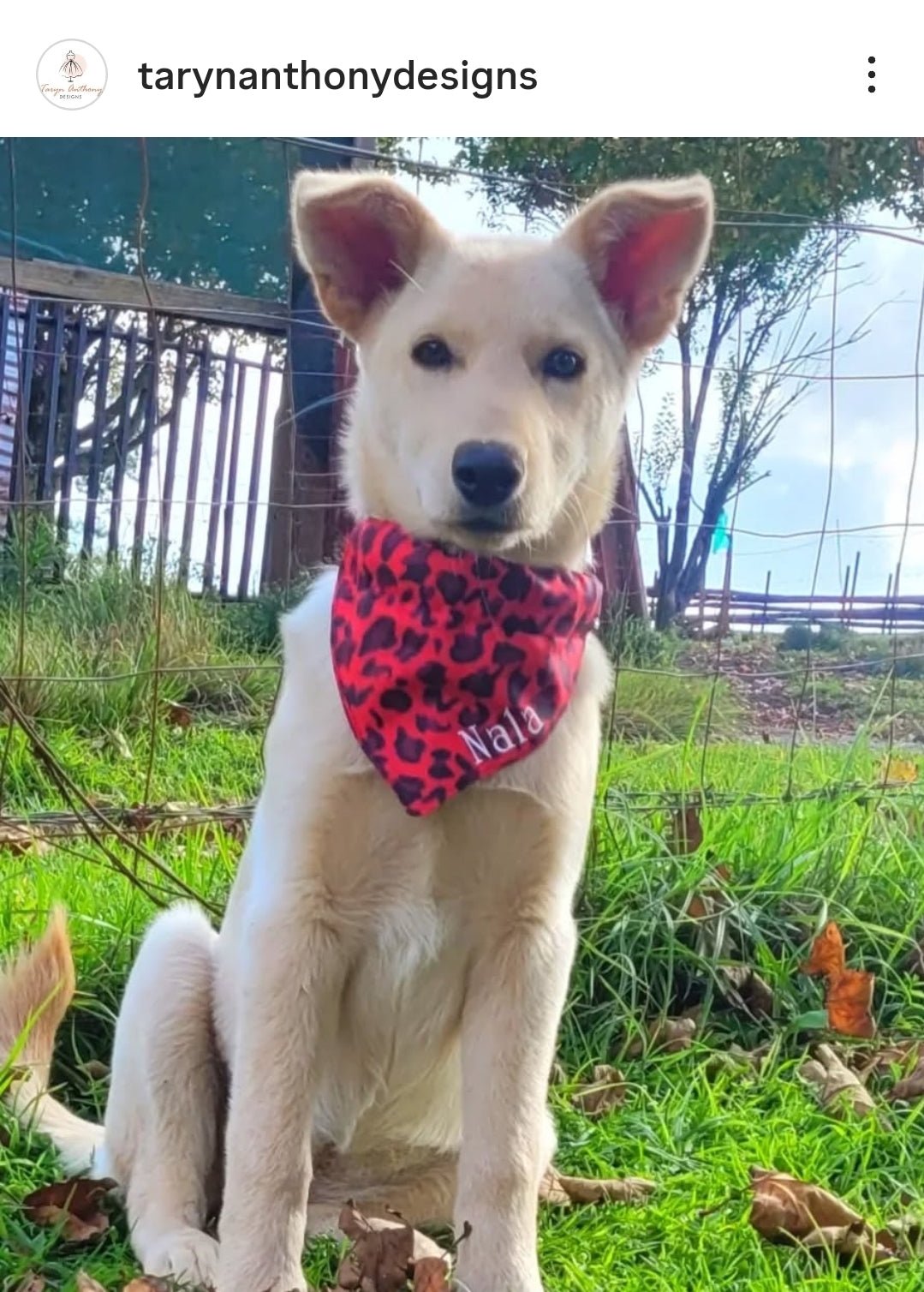 Dog Collar and Bandana Set