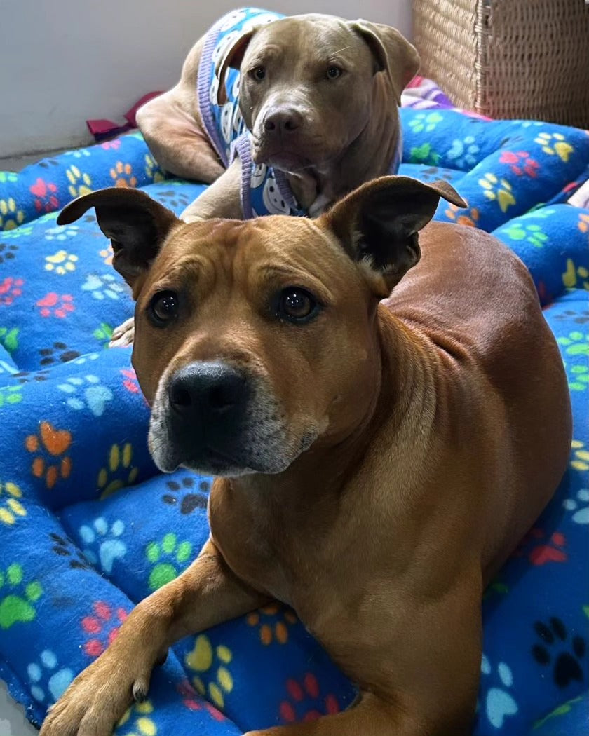 Polar Fleece Dog Beds 90x70cm
