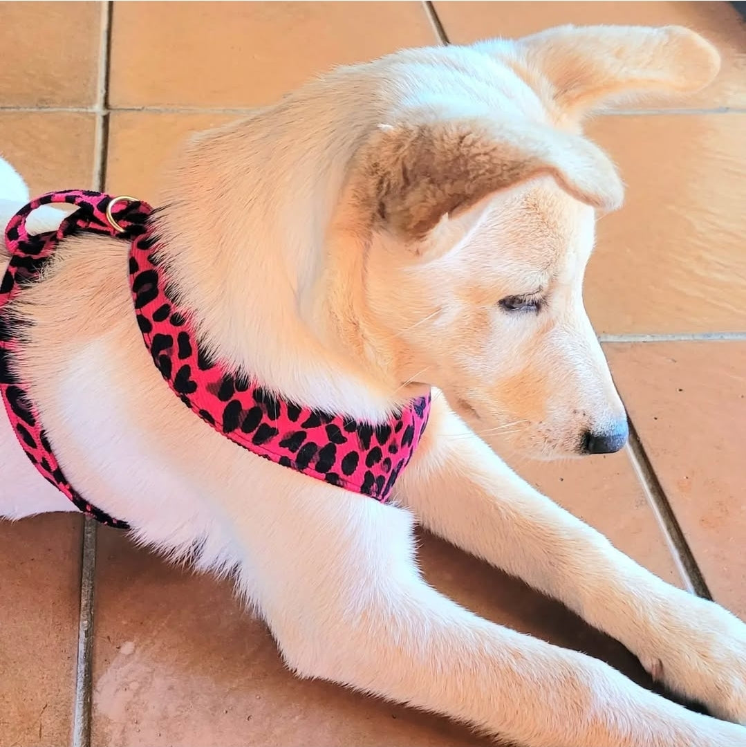 Dog walking Harness