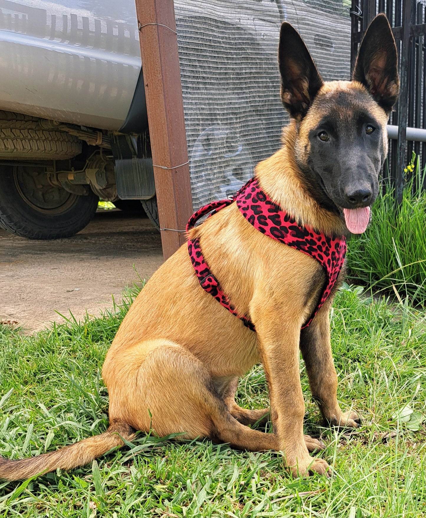 Dog walking Harness