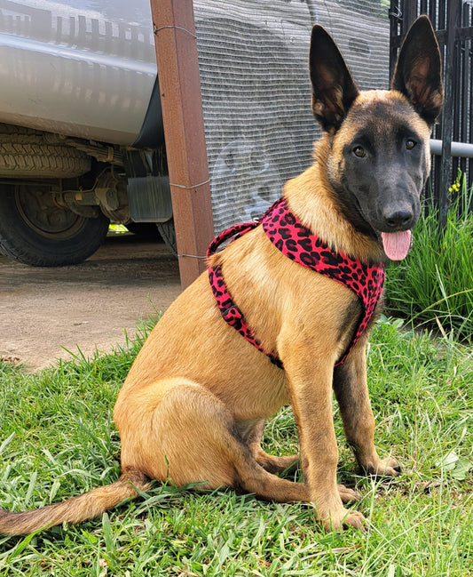 Dog walking Harness