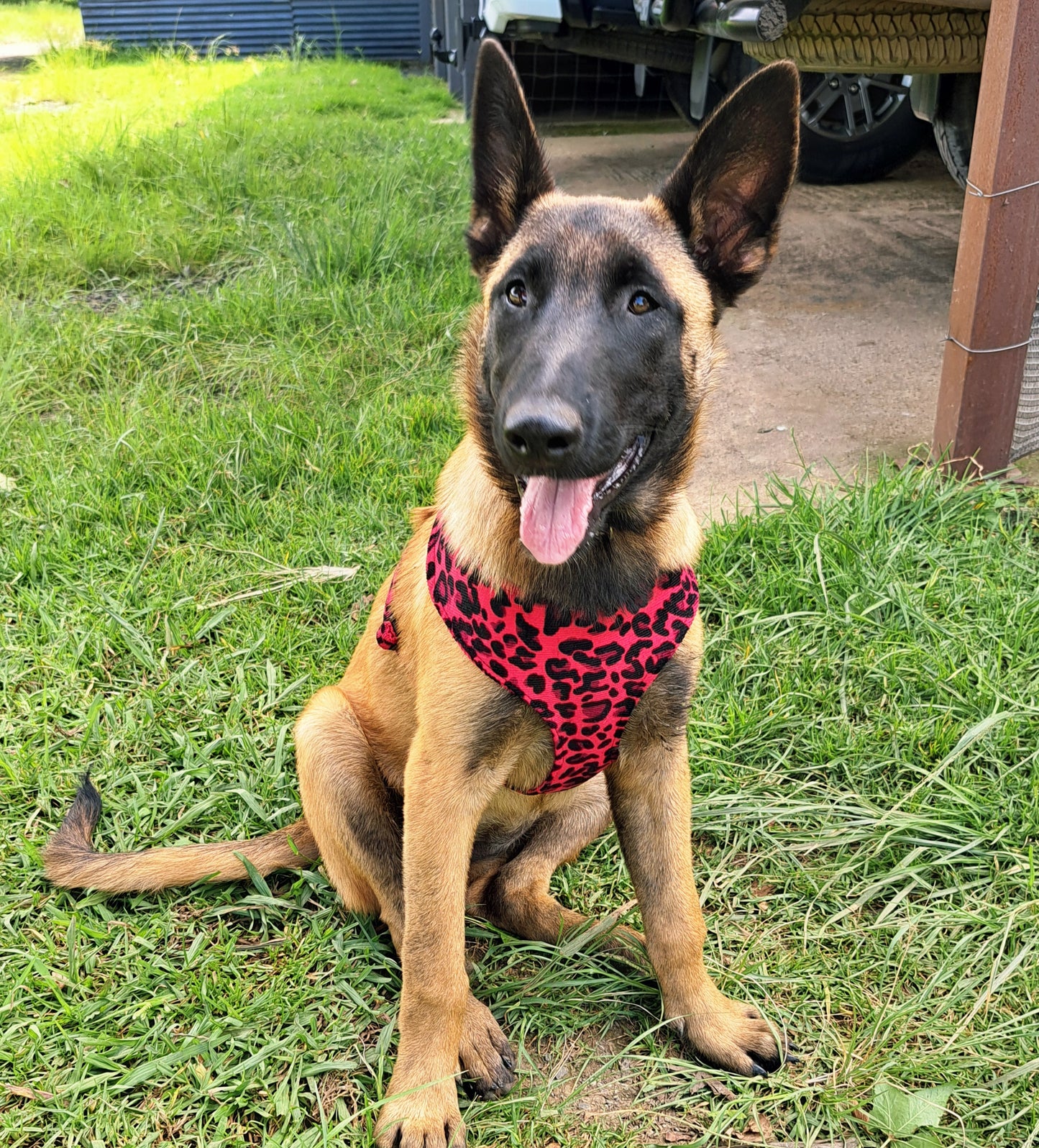 Dog walking Harness